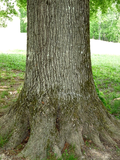 {Quercus phellos}